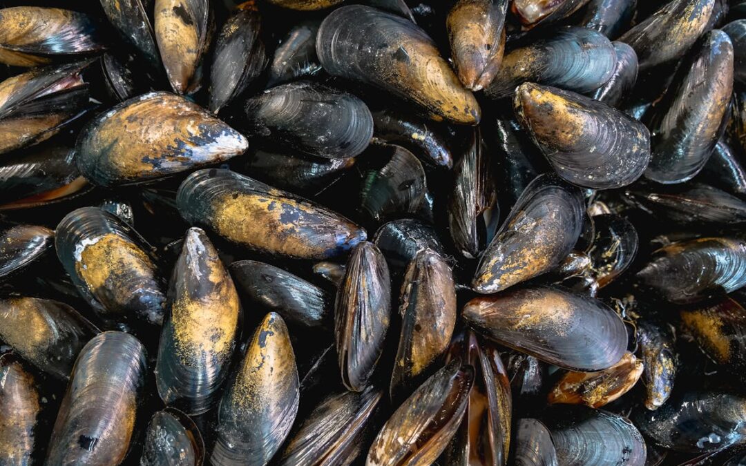 Cozze e vino con la Marecchia Sailing Cup