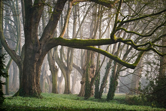 Foreste in vendita. Un pomeriggio sulla tutela dei boschi